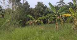 Tanah Kebun Desa Ciseeng Bojong Sempu Parung Bogor Dijual