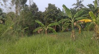 Tanah Kebun Desa Ciseeng Bojong Sempu Parung Bogor Dijual
