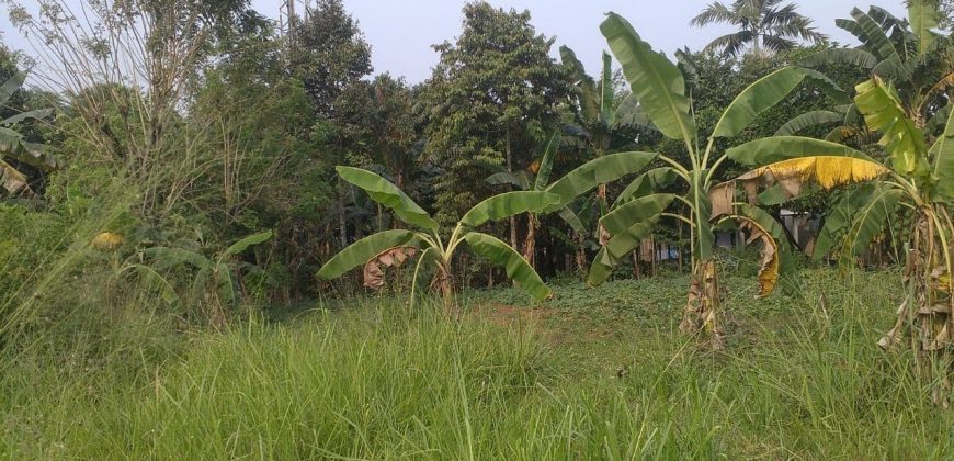 Tanah Kebun Desa Ciseeng Bojong Sempu Parung Bogor Dijual