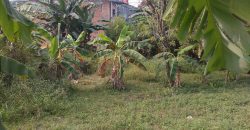 Tanah Kebun Desa Ciseeng Bojong Sempu Parung Bogor Dijual