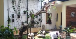 Rumah BSD Avani Cluster Aleeka Tangerang Siap Huni