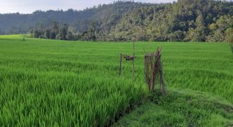 S M Property Tanah Sawah Singaraja Busungbiu Buleleng Bali