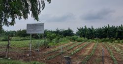 S M Property Tanah Tambun Utara Bekasi Jawa Barat