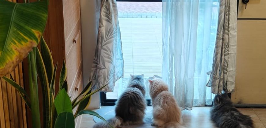 S M Property Rumah Cluster Cendana Cove Taman Diponegoro Lippo Karawaci