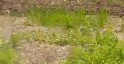 S M Property Tanah Graha Balaraja Tangerang